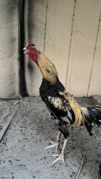 Pure Aseel murga for sale Java