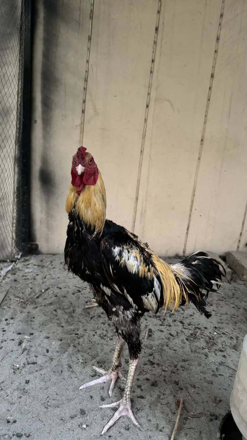 Pure Aseel murga for sale Java — photo 3