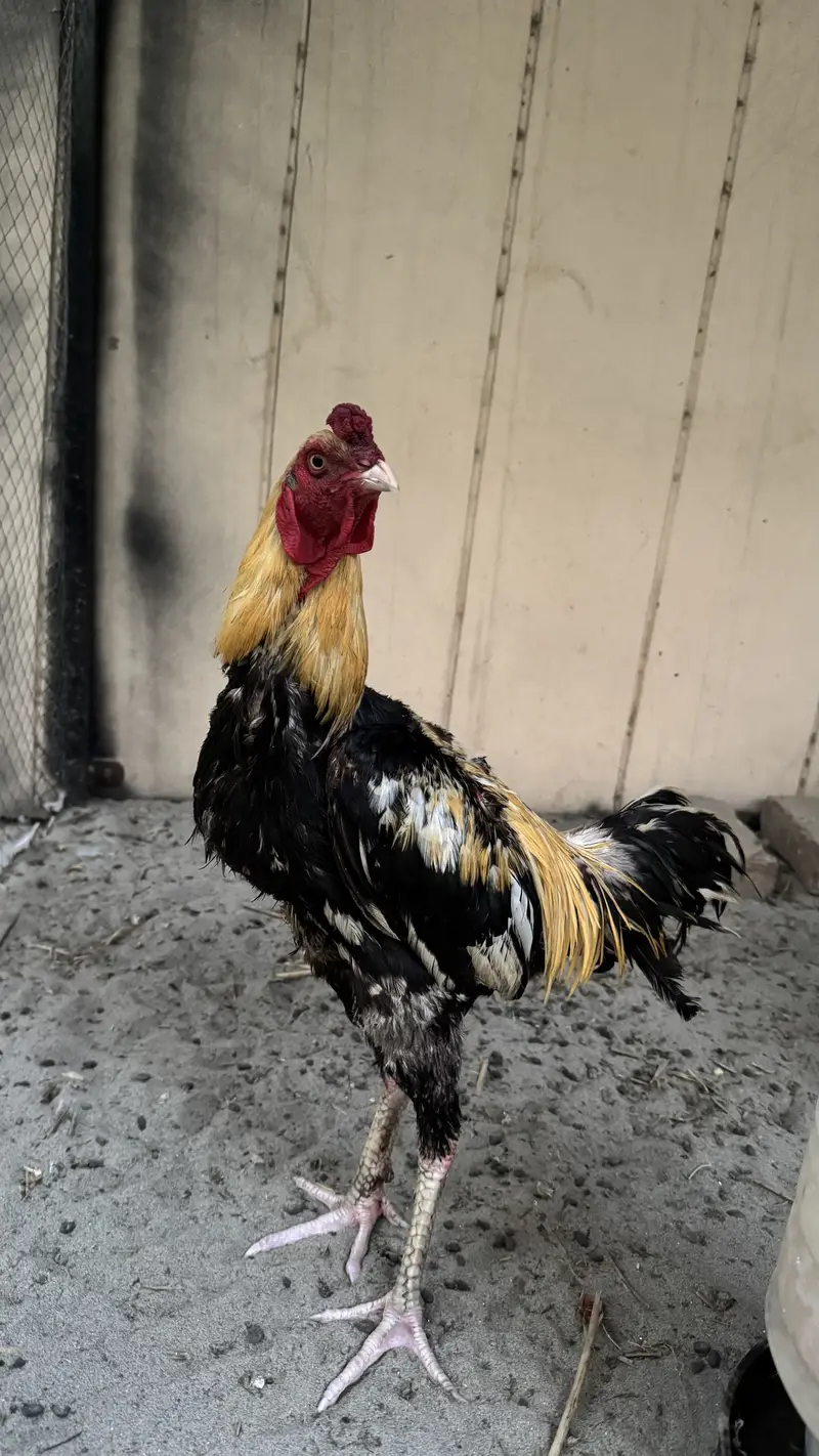 Pure Aseel murga for sale Java — photo 4