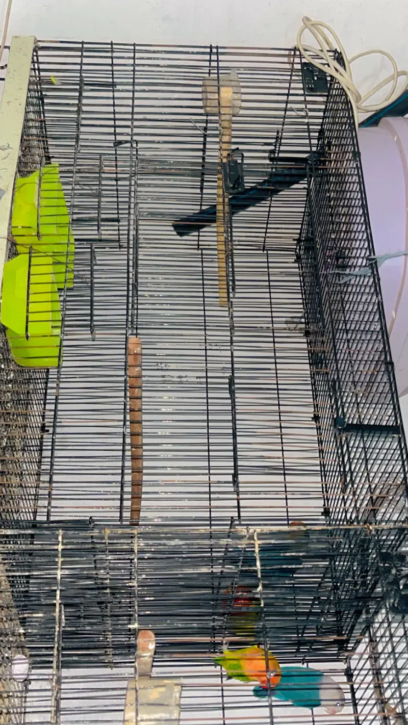 Love birds — photo 4