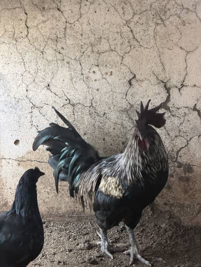 Ayam cemani pair and 4 ayam cemani cross thai pathiyan our 1 shamo fem