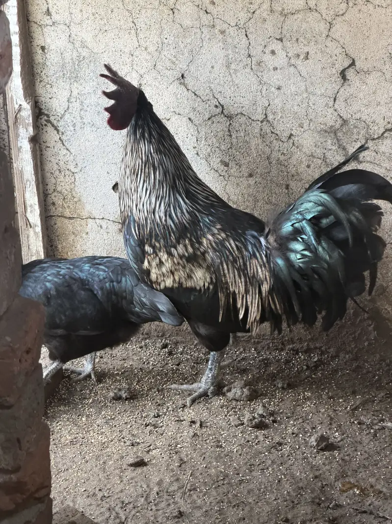 Ayam cemani pair and 4 ayam cemani cross thai pathiyan our 1 shamo fem — photo 2