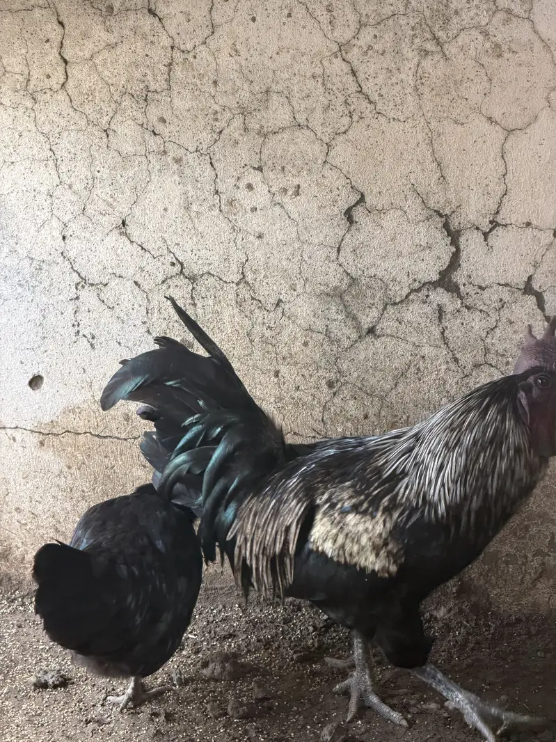 Ayam cemani pair and 4 ayam cemani cross thai pathiyan our 1 shamo fem — photo 3