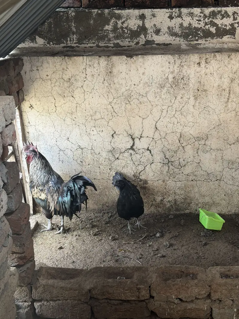Ayam cemani pair and 4 ayam cemani cross thai pathiyan our 1 shamo fem — photo 4