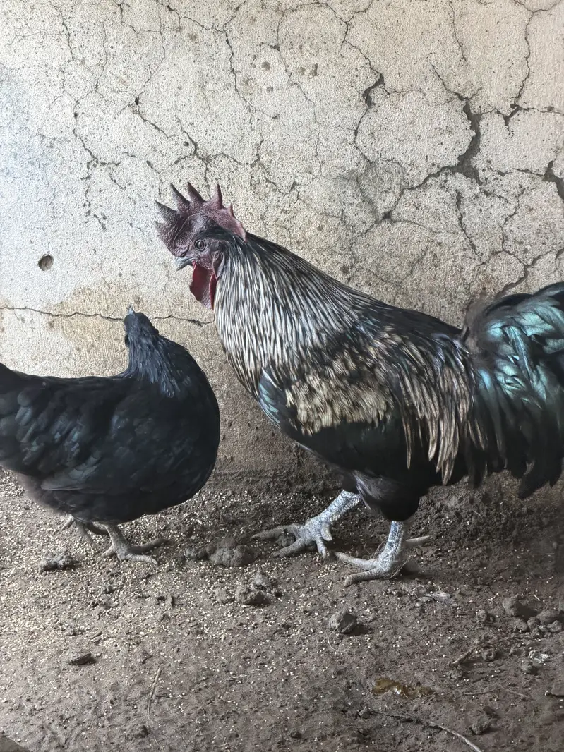 Ayam cemani pair and 4 ayam cemani cross thai pathiyan our 1 shamo fem — photo 5