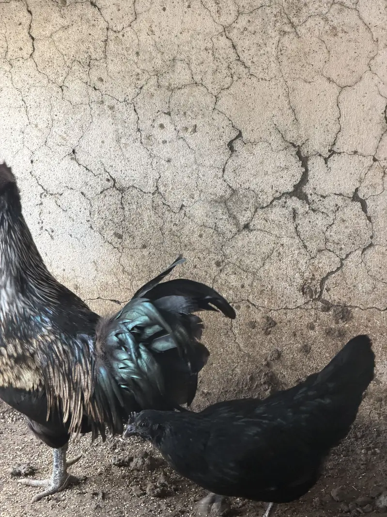 Ayam cemani pair and 4 ayam cemani cross thai pathiyan our 1 shamo fem — photo 6