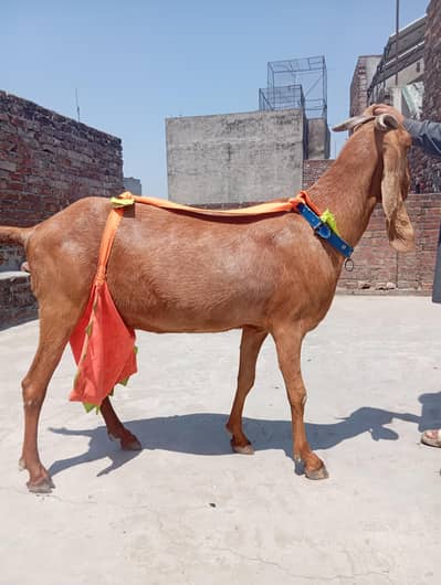 sialkoti bakri sath female path or makhi china jora