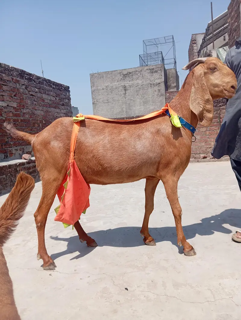 sialkoti bakri sath female path or makhi china jora — photo 2
