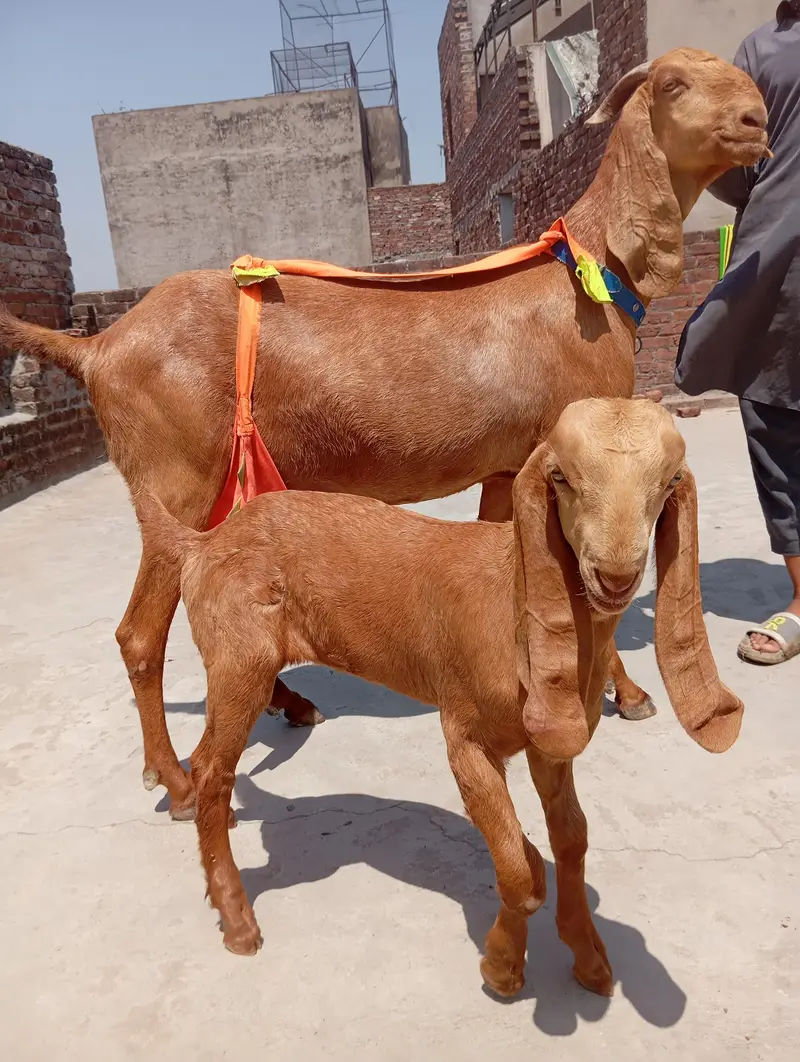 sialkoti bakri sath female path or makhi china jora — photo 3