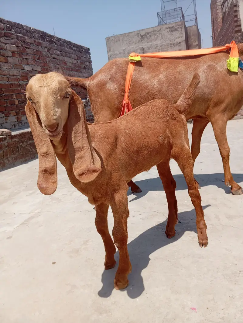 sialkoti bakri sath female path or makhi china jora — photo 4