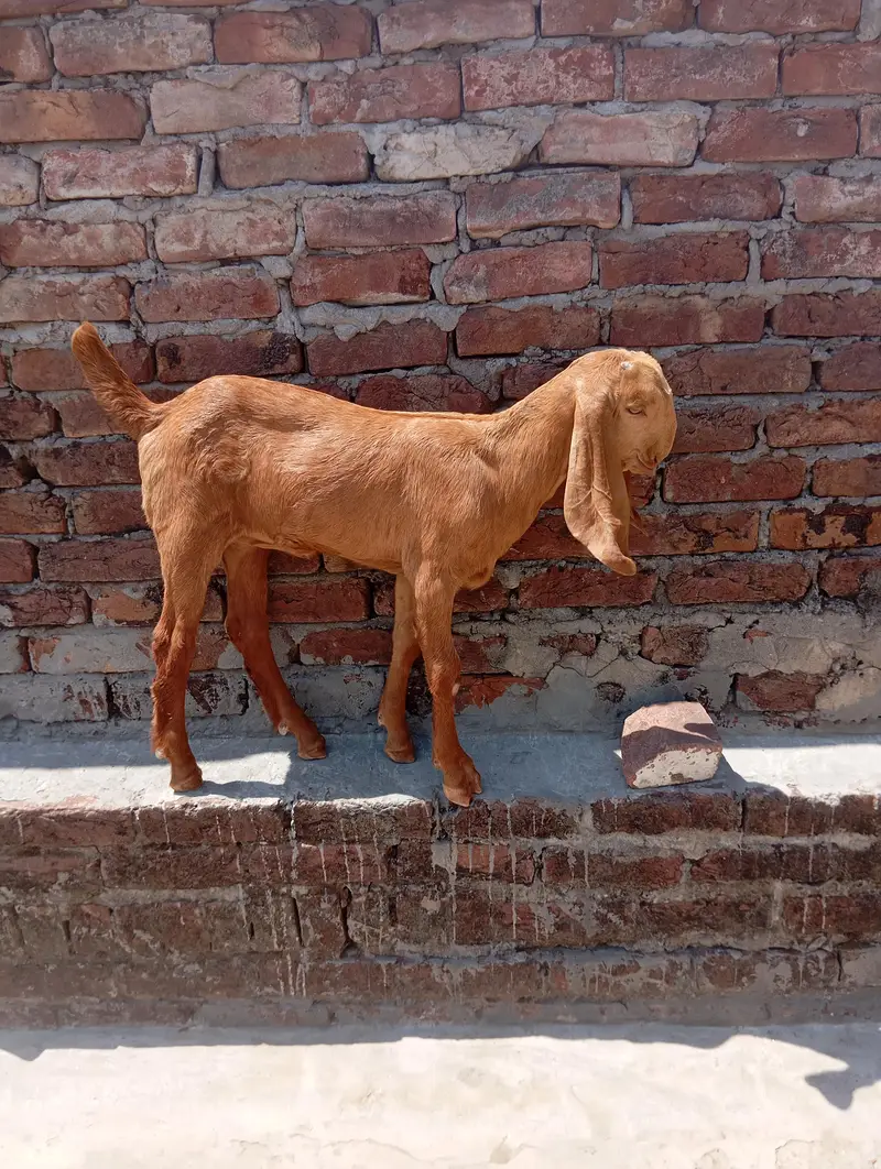 sialkoti bakri sath female path or makhi china jora — photo 5