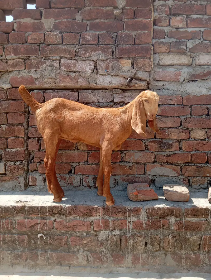 sialkoti bakri sath female path or makhi china jora — photo 6