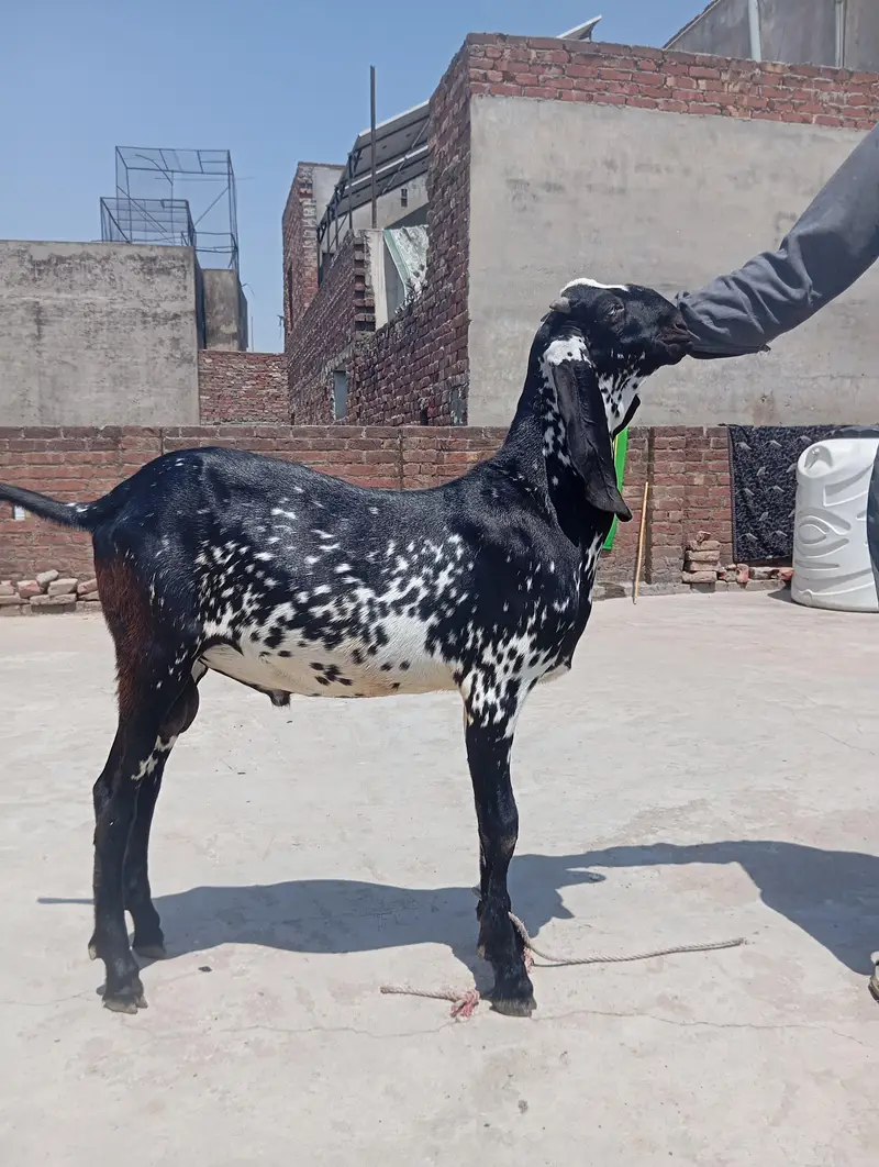 sialkoti bakri sath female path or makhi china jora — photo 8