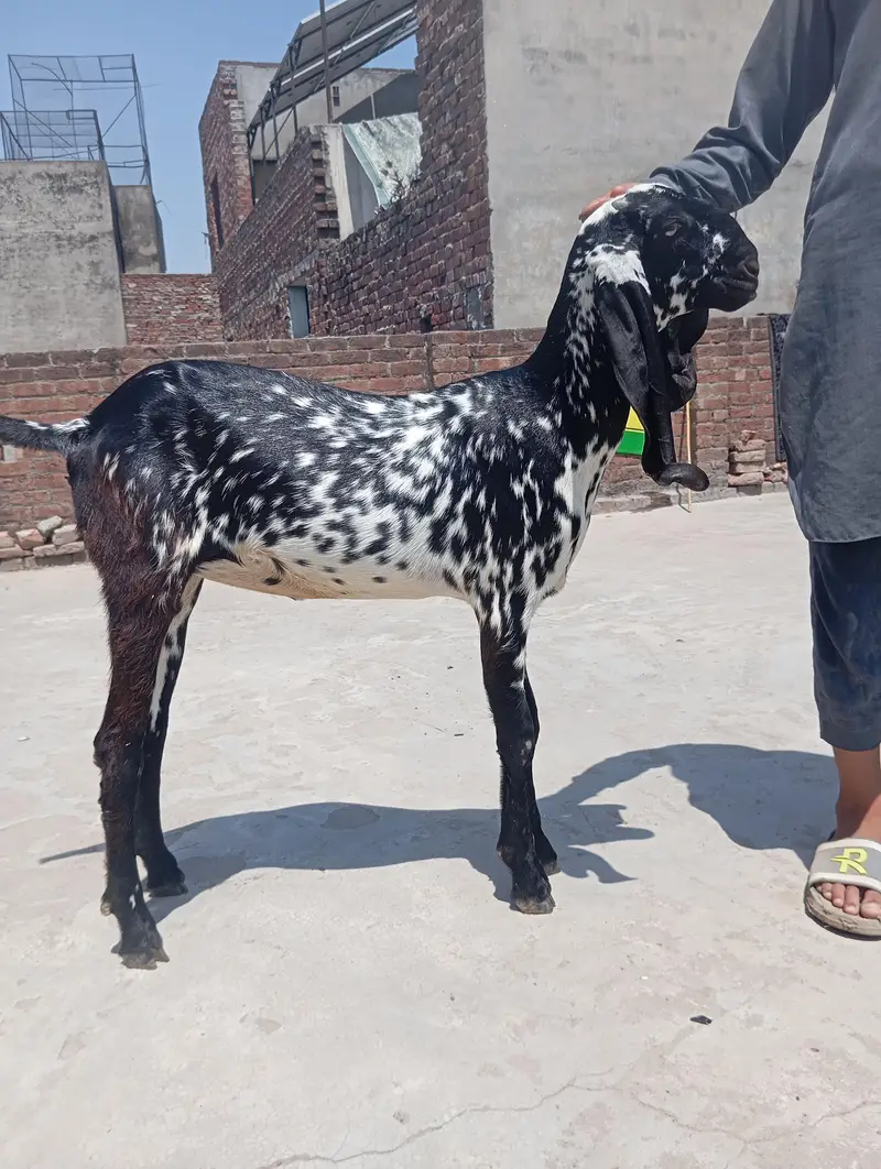 sialkoti bakri sath female path or makhi china jora — photo 9
