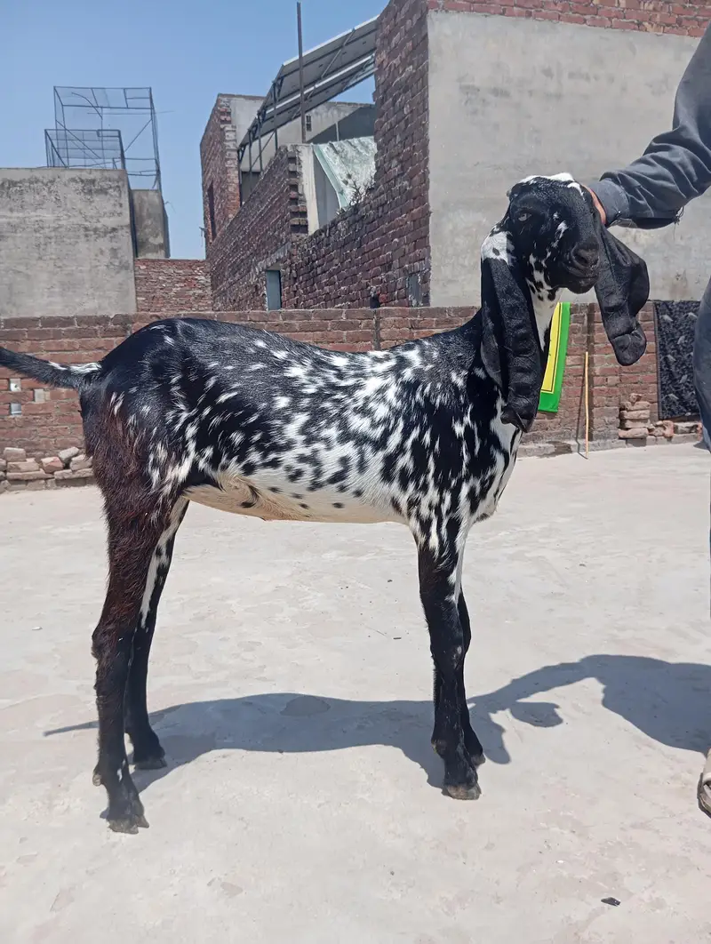 sialkoti bakri sath female path or makhi china jora — photo 10