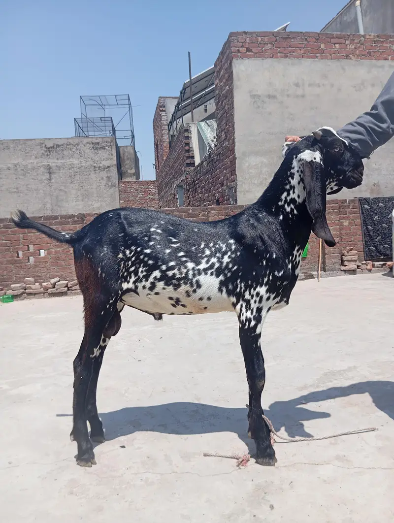 sialkoti bakri sath female path or makhi china jora — photo 11