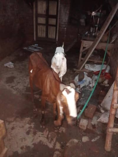 nagri bakri cheni bakri chini teddy cross bakri