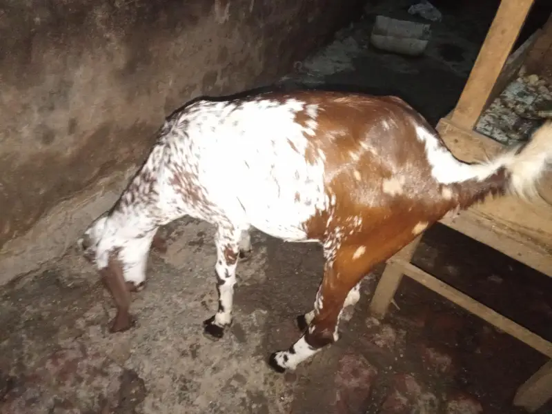 nagri bakri cheni bakri chini teddy cross bakri — photo 2