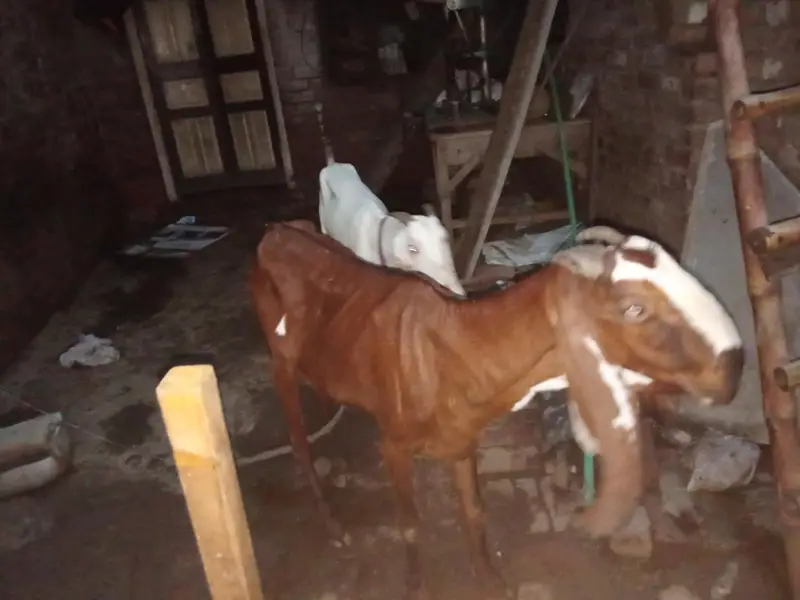 nagri bakri cheni bakri chini teddy cross bakri — photo 3