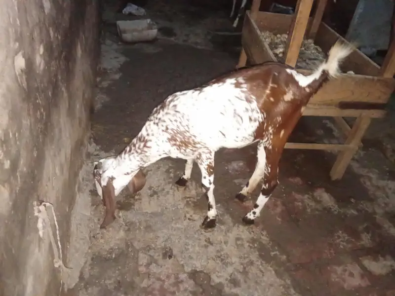 nagri bakri cheni bakri chini teddy cross bakri — photo 4