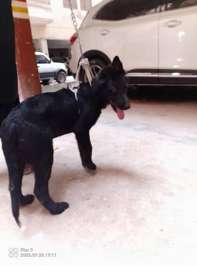 Black German Shepherd Male For Sale