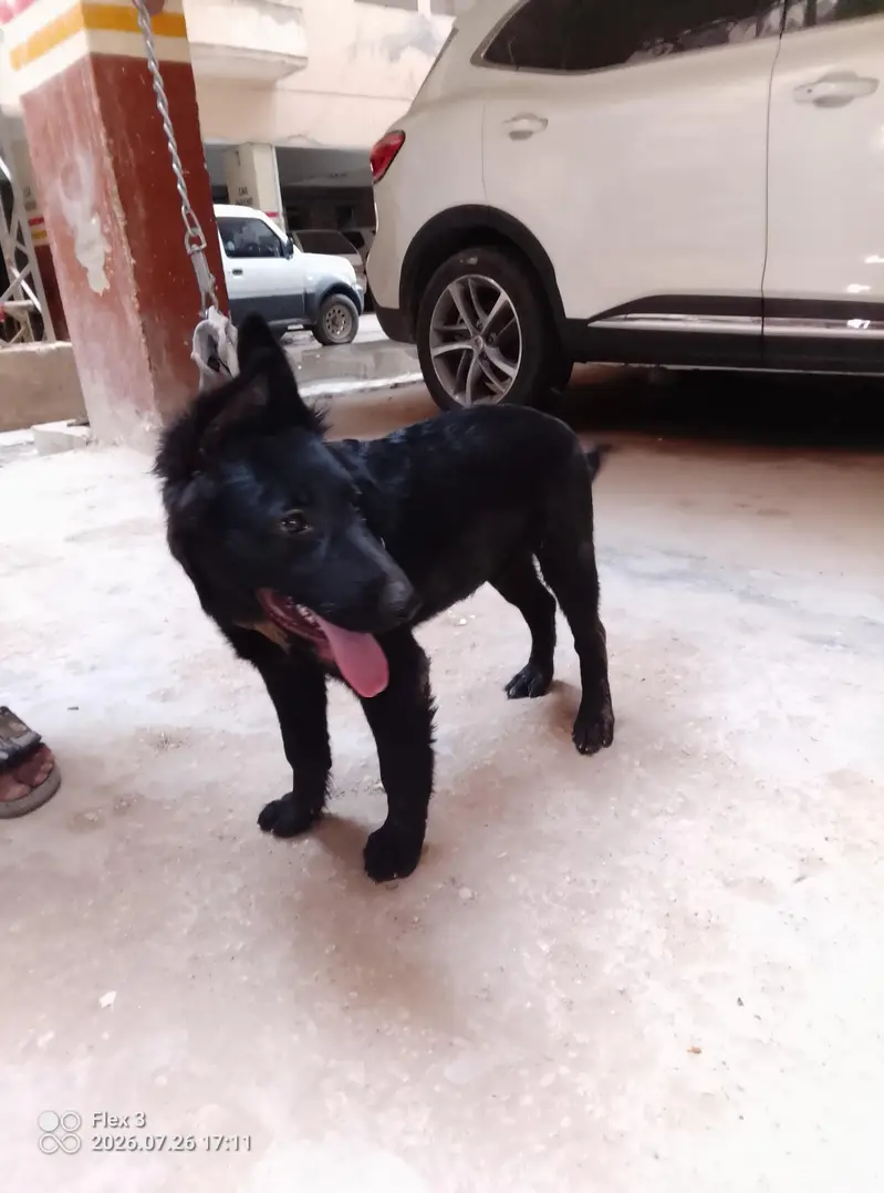 Black German Shepherd Male For Sale — photo 2
