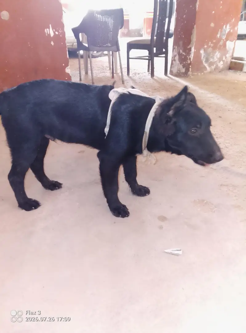 Black German Shepherd Male For Sale — photo 3
