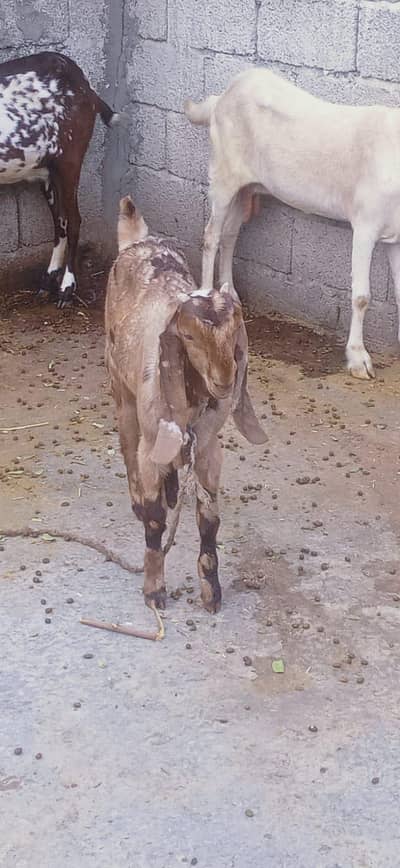 beetal path and shera bakri