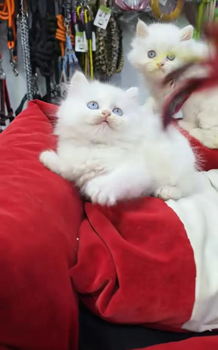Cats | Persian | kittens |  Blue Eyes | O348O163O63 atsap — photo 2