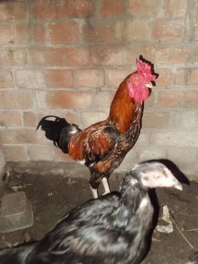 aseel roaster for sale (urgent sale)