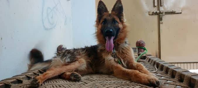 GSD young male