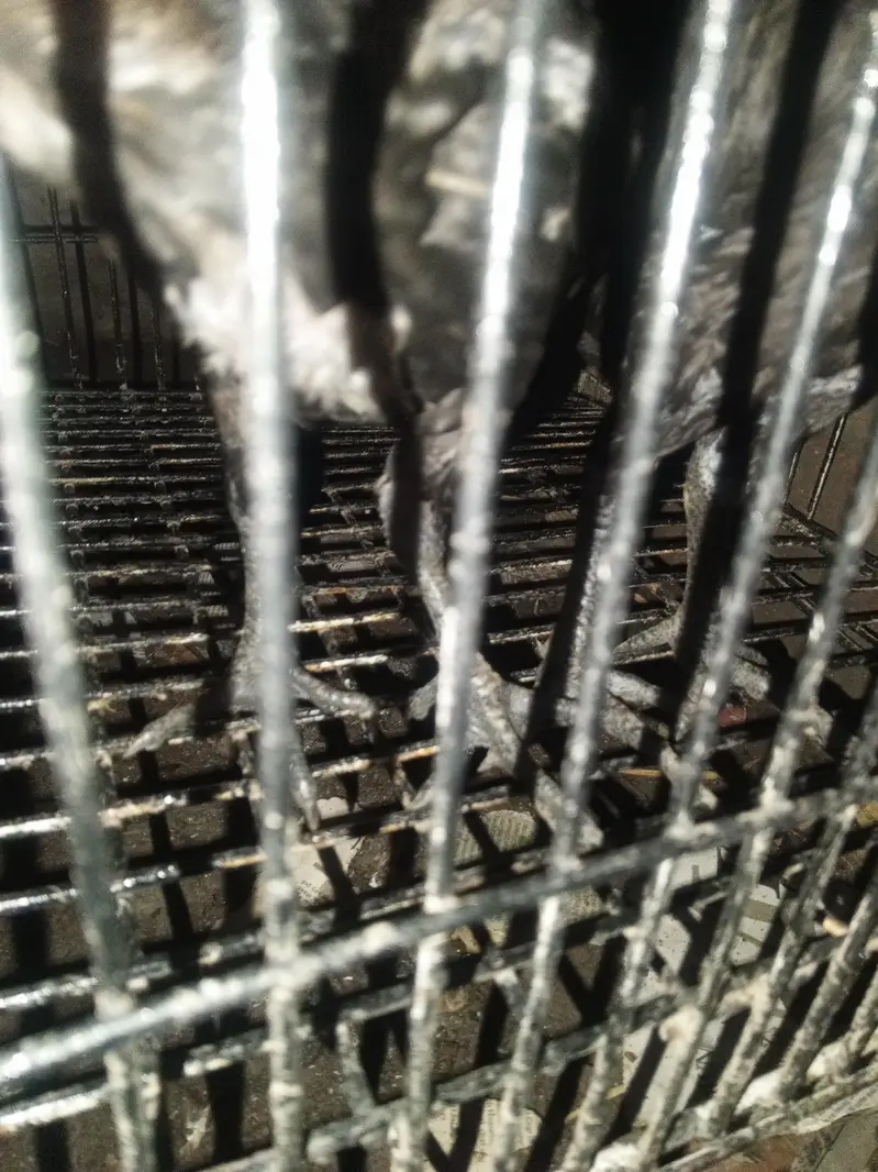 aseel roaster for sale (urgent sale) — photo 5