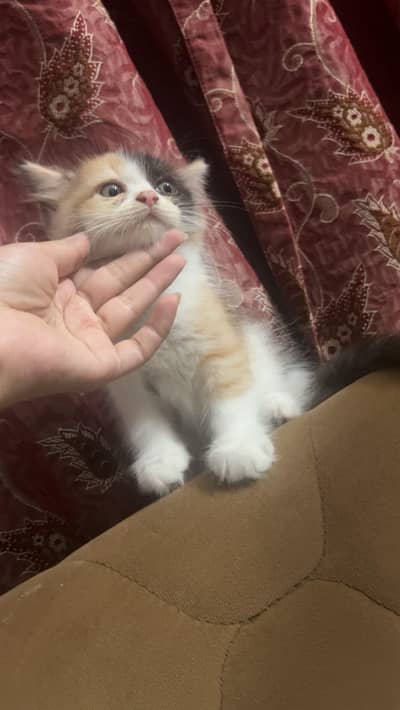 Persian cat for sale