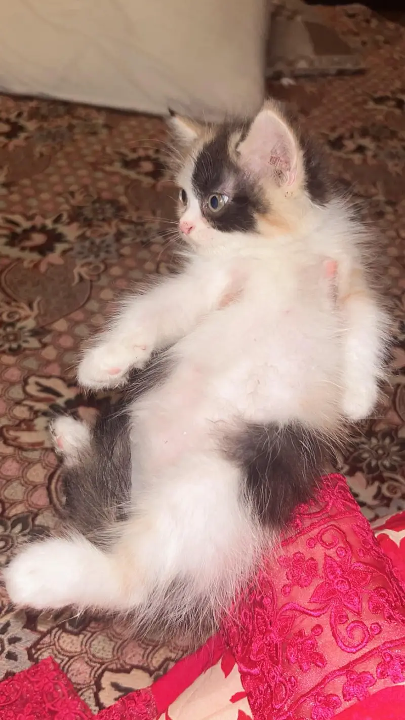 Persian cat for sale — photo 2