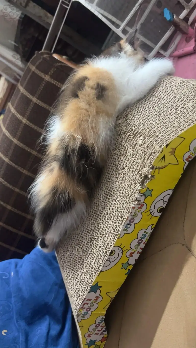Persian cat for sale — photo 6
