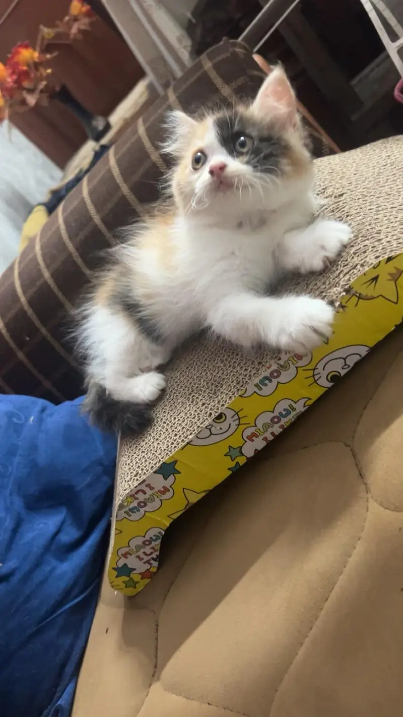 Persian cat for sale — photo 7