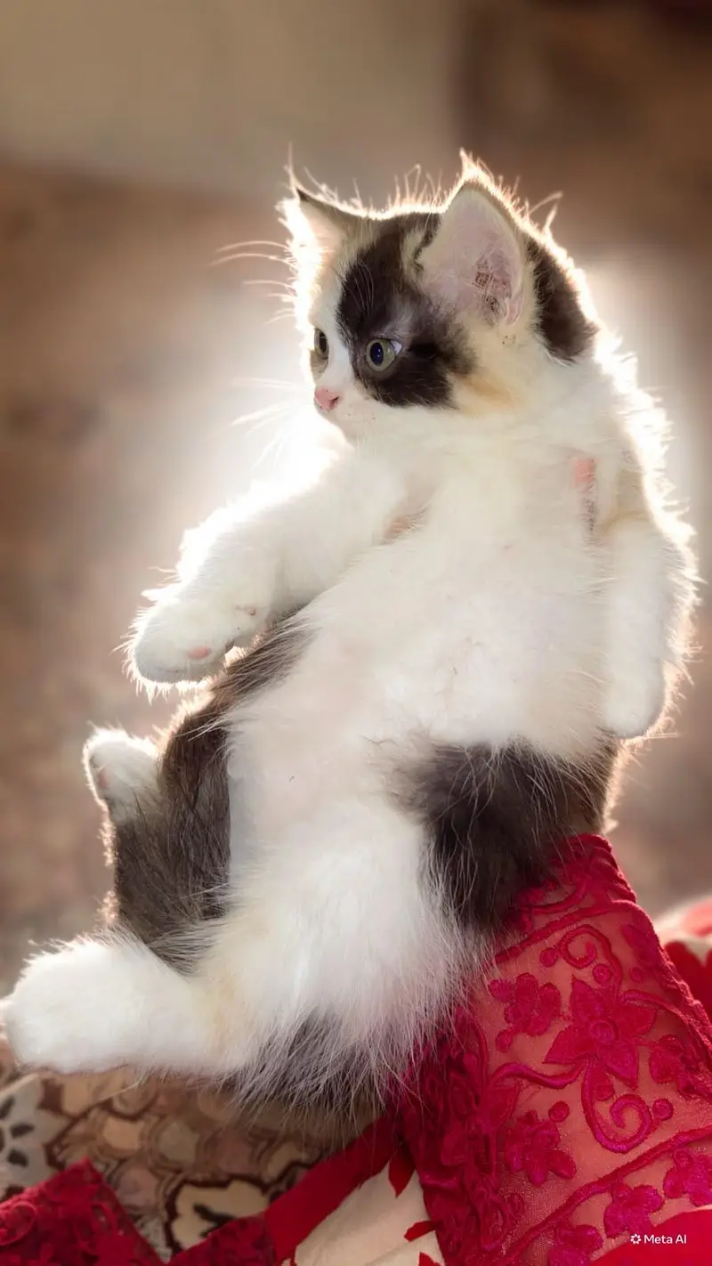 Persian cat for sale — photo 8