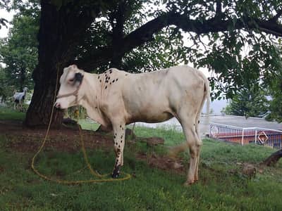 Healthy  Cow For Sale – اچھی نسل کی گائے”