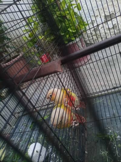parrot