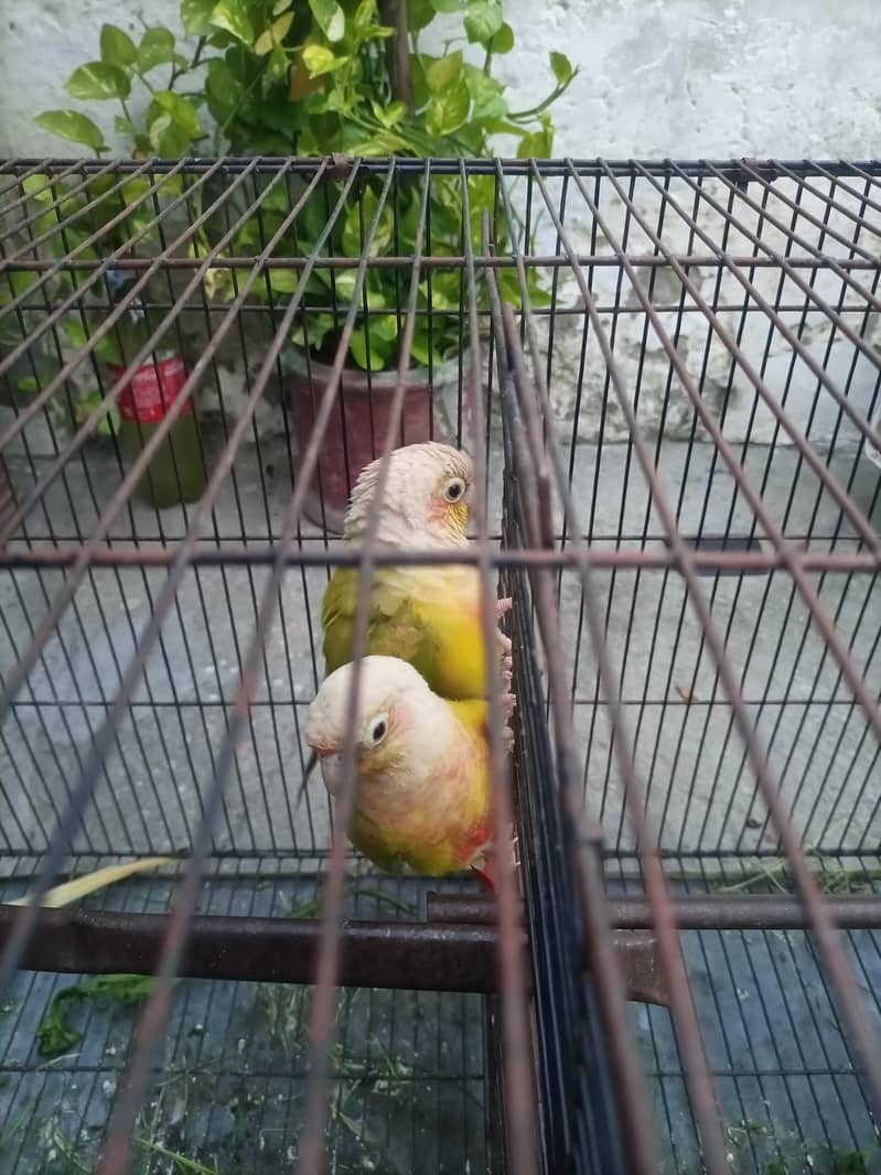 parrot 1