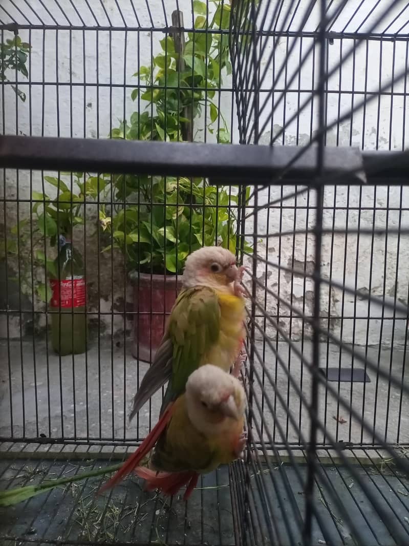 parrot 2