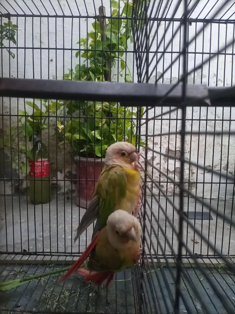 parrot — photo 3