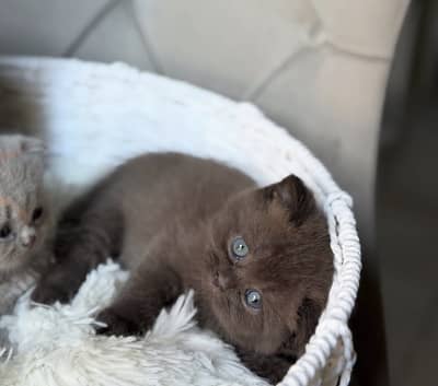 British Short Hair chocolate Color imported kitten Available