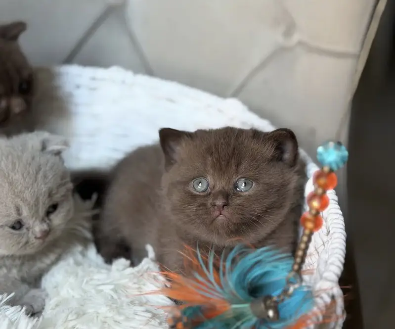 British Short Hair chocolate Color imported kitten Available — photo 2