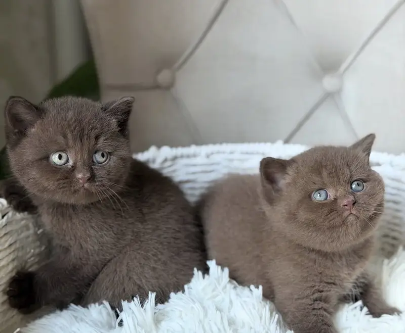 British Short Hair chocolate Color imported kitten Available — photo 3