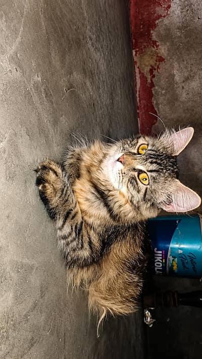 Persian triple coat cat for sale