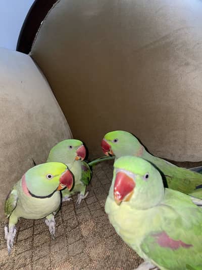 2 pairs of raw parrots