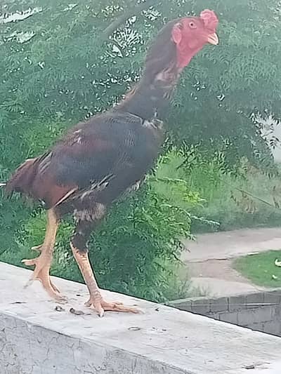 Aseel male for sale