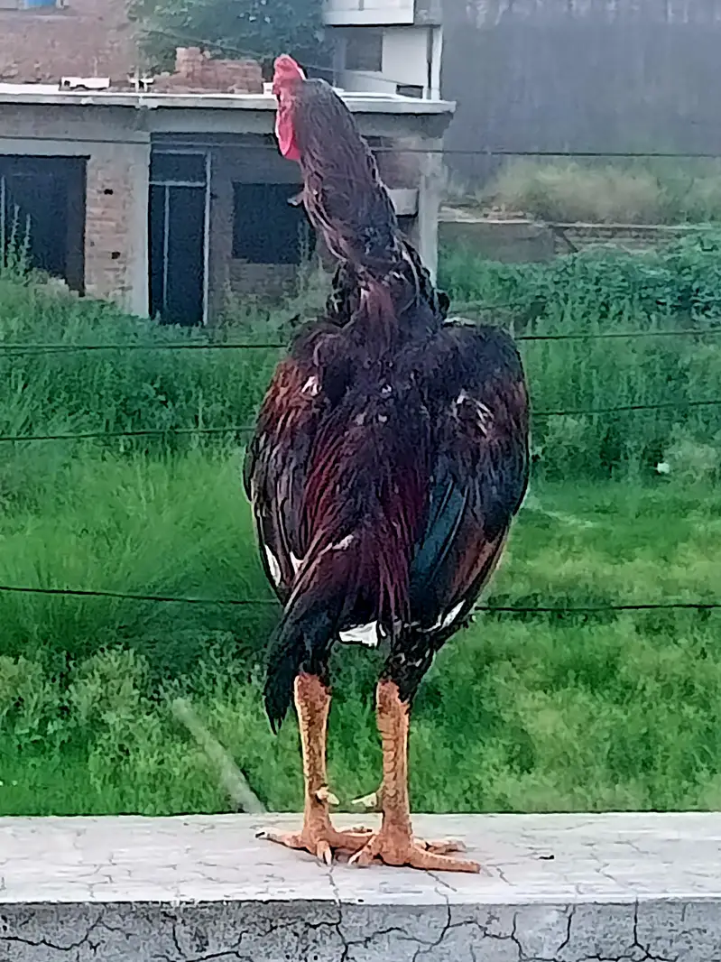 Aseel male for sale — photo 2