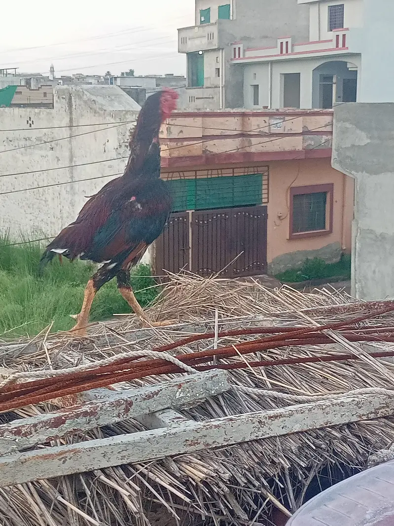 Aseel male for sale — photo 3